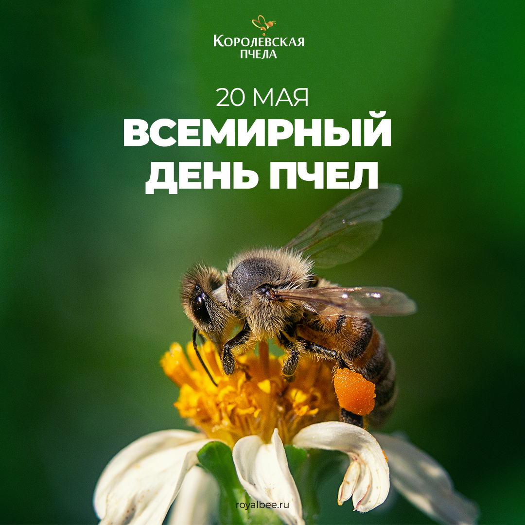 Поздравляем с Всемирным днём пчёл!